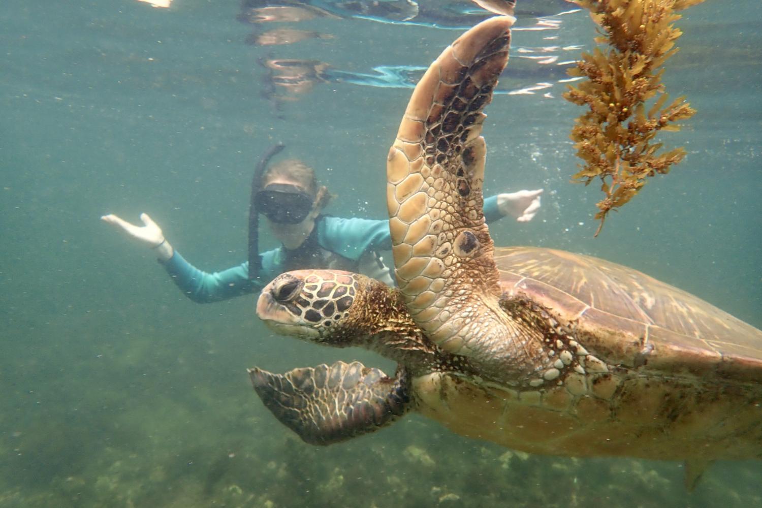 一名<a href='http://3u.ruidanet.com'>bv伟德ios下载</a>学生在Galápagos群岛游学途中与一只巨龟游泳.